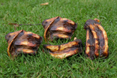 Emu Ribs