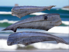 Shark Tails! Australian.