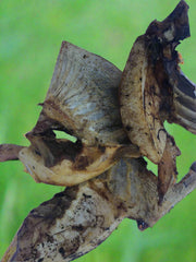 Emu Bones. Amazing Value!