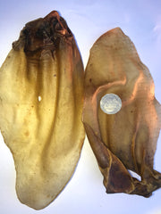 Beef Cow Ears Giant. Australlian. Very short run!