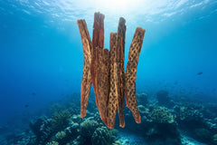 Shark Jerky Fillets