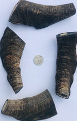 Goat Horns (Butts). GIANT! Extra Thick Cut. 120mm ave. Australian