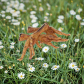 Chicken Feet. Australian.