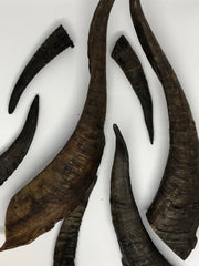 Goat Horns. Mega 220mm plus! Australian.