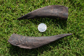 Goat Horns