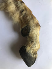 Goat Trotters. Natural & Australian. ON SPECIAL!