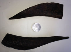 Goat Horns. Large 130-160mm. Australian.