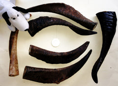 Goat Horns. Huge 180-220mm. Australian.