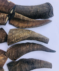 Goat Horns. Small 90-130mm. With Marrow. Australian. ON SPECIAL!