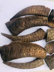 Goat Horns. Large 160-200mm. Australian. ON SPECIAL - short time only!