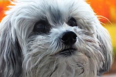 Variety Pack. Dog Treats & Chews. Australian. Small Dogs