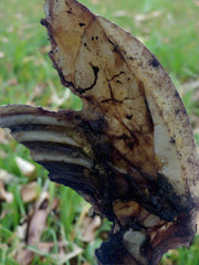 Emu Bones