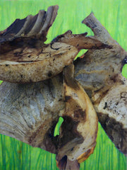 Emu Bones. Amazing Value!