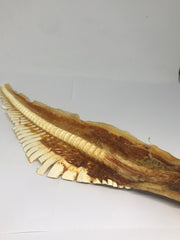 Shark Cartilage - Large. Australian.