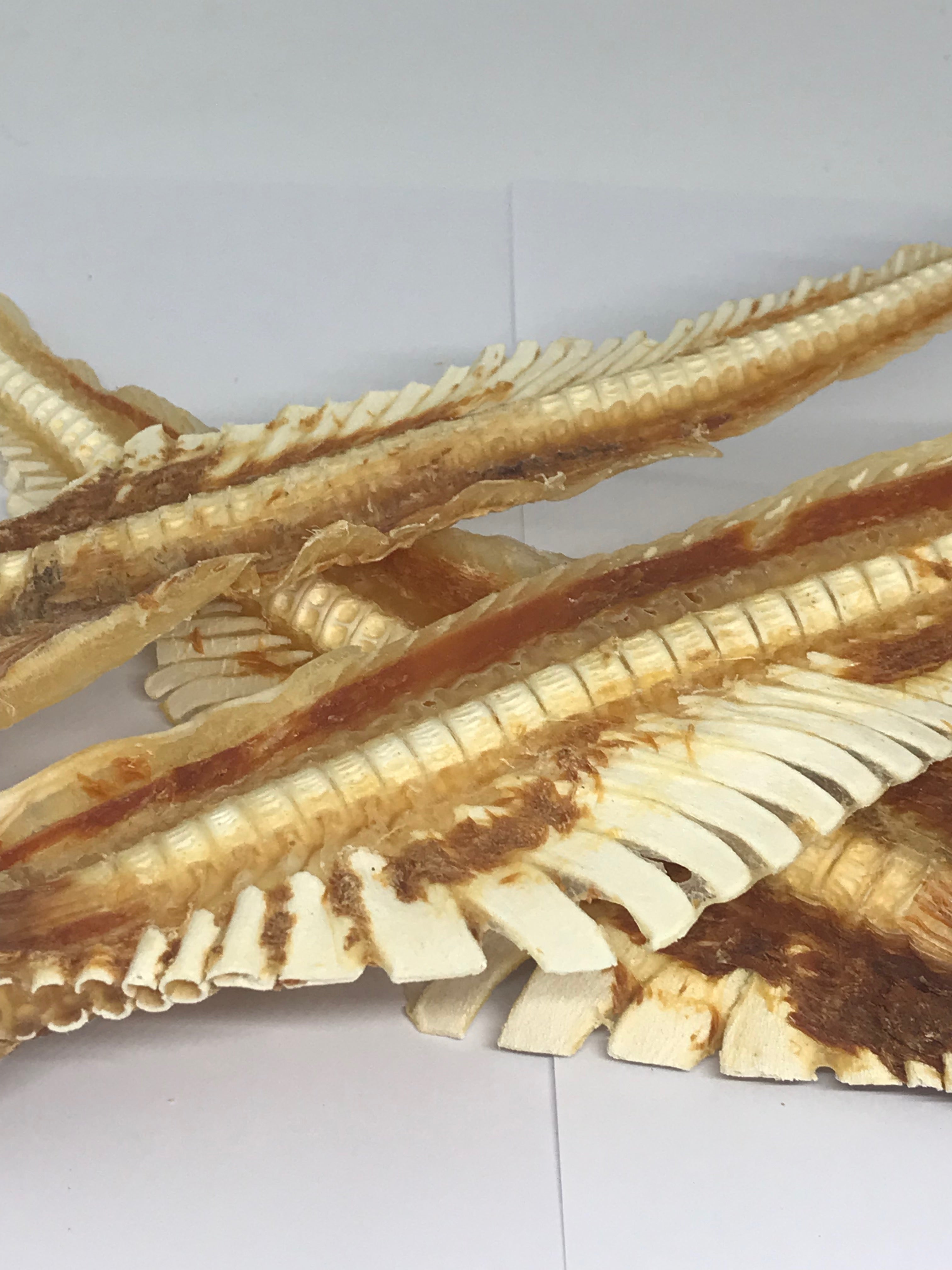 Shark Cartilage - Large. Australian.