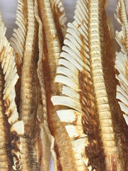 Shark Cartilage - Large. Australian.