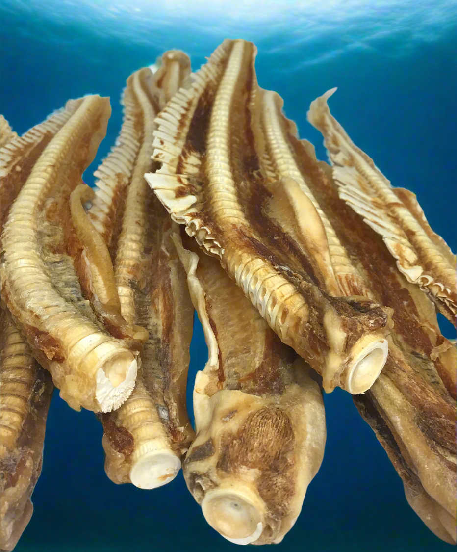 Large Shark Cartilage