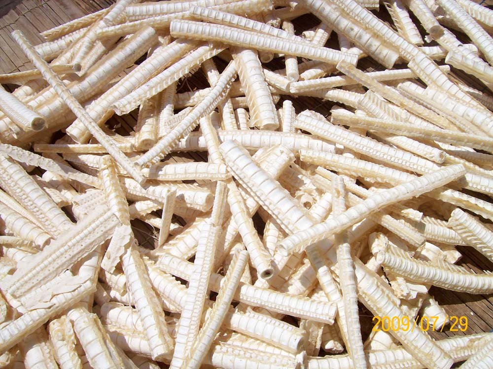 Shark Cartilage - Australian.