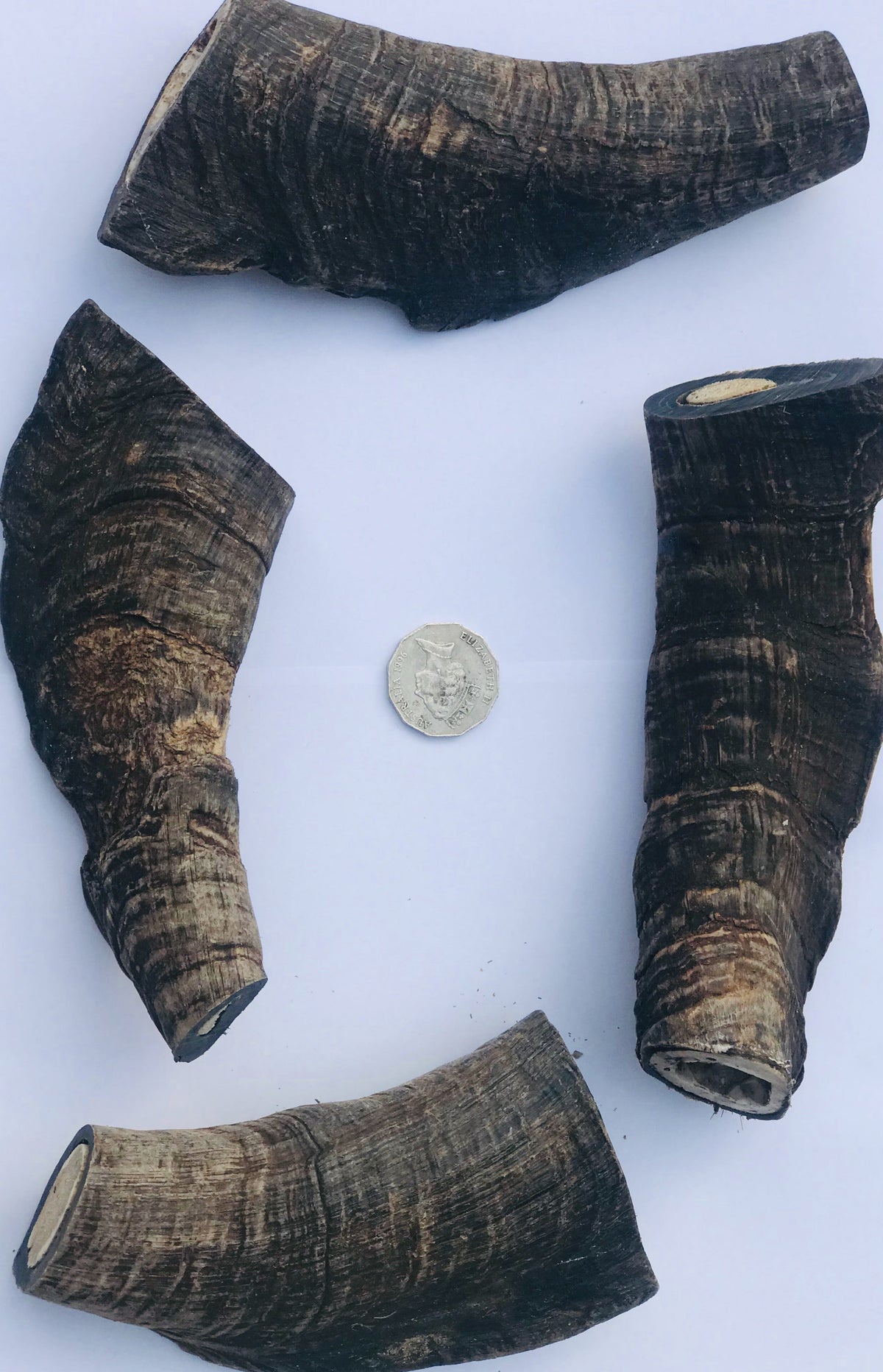 Goat Horns (Butts). GIANT! Extra Thick Cut. 120mm ave. Australian