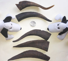 Goat Horns. Large 130-160mm. Australian.