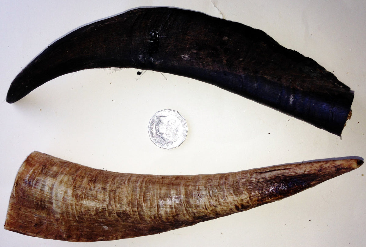 Goat Horns. Huge 180-220mm. Australian.