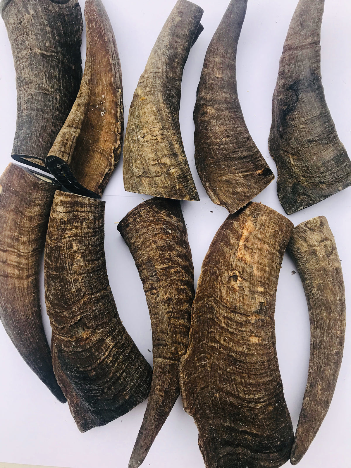 Goat Horns. Large 130-160mm. Australian.