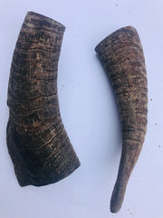 Goat Horns. Large 130-160mm. Australian.